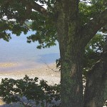 tree from Emilie Loring's novel, A Certain Crossroad