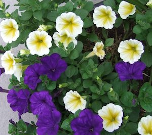 yellow-and-purple-petunias