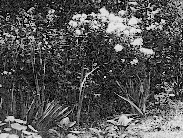 1924 Feb EL garden