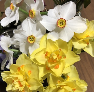 Daffodils