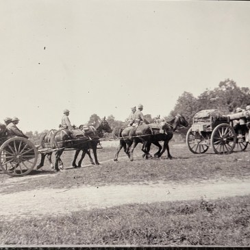horses pulling wagons of artillery, WWI